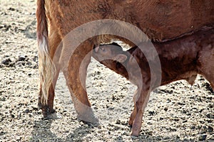 Young calf enjoying its next meal