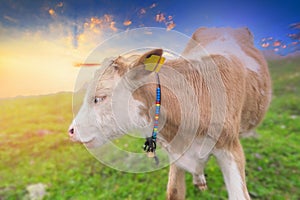 Young Calf face , selective focus