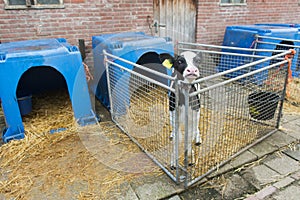 Young calf at the farm