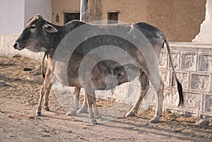 Young calf feeding from mother cow