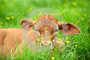 Young calf in the grass