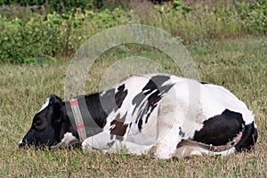 a young calf grazes in a clear meadow. Cow on a leash on a chain in an ecologically clean area. the calf is sleeping outside on