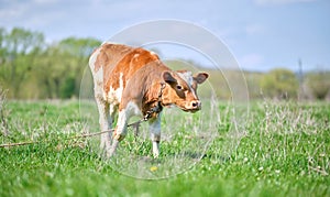 Young calf grazing on green farm pasture on summer day. Feeding of cattle on farmland grassland