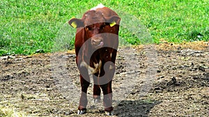 Young calf on the green pasture in Slovak countryside