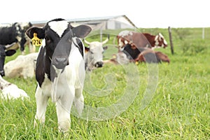 Young Calf with her Herd