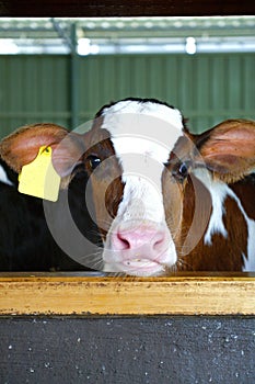 Young Calf in Kettle