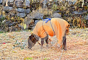 A Young Calf - Kid of Indian Domestic Cow Decorated with Orange Cloth Grazing in Field - Innocence and Cute