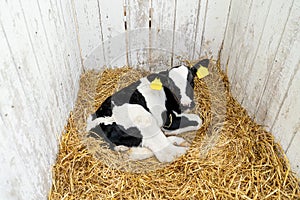 A young calf Lies in the straw on a farm