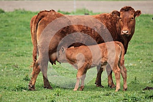 Young calf looking for its next meal