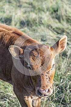 Young calf mith flies grazing at the meadow