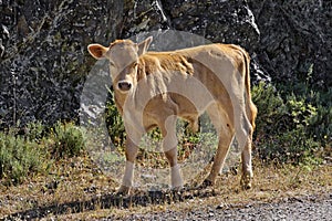 Young calf near Belgodere, Nebbio region, Corsica, France photo