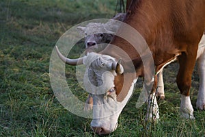 A young calf nestles uncertainly against its mother