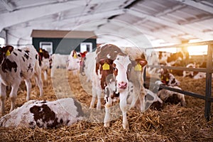 Young calf in a nursery for cows in a dairy farm. Newborn animal