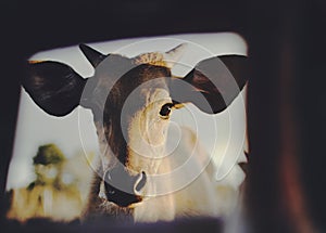 Young calf portrait looking at the camera