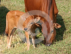 Young calf and it's mom