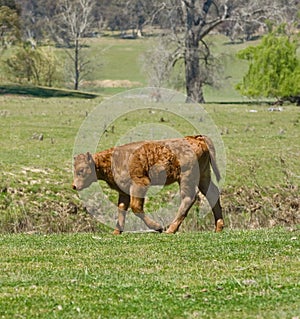 Young calf sad and lonely