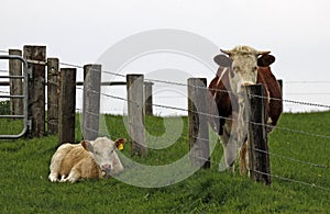 Young calf, separated by a fence