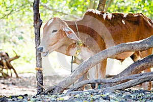 A young calf shelters from the hot sun under some trees in Anuradhapura, Sri lanka