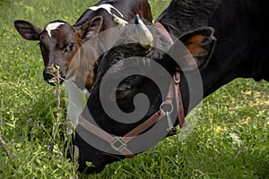 A young calf stands with aFarm animals