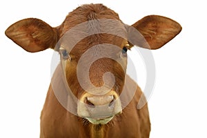 A young brown chesnut coloured calf, face only, looking at camera, against white background, isolated, with copy space