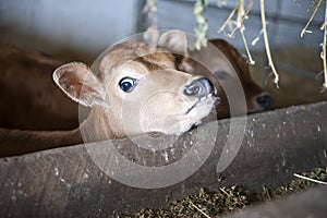 Young Calf Yearning for Food