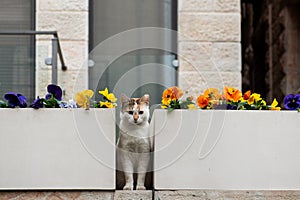 A young, calico, feral street cat finds a resting place between two ceramic planters with colorful pansy flowers