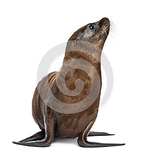 Young California Sea Lion