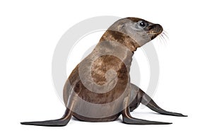 Young California Sea Lion