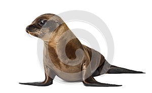 Young California Sea Lion