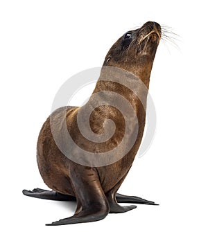 Young California Sea Lion, Zalophus californianus, 3 months old photo