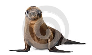 Young California Sea Lion, Zalophus californianus, portrait, 3 m