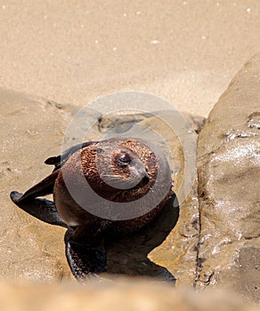 Young California sea lion Zalophus californianus pups