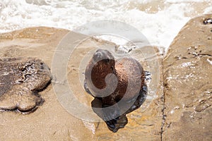 Young California sea lion Zalophus californianus pups