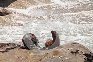 Young California sea lion Zalophus californianus pups