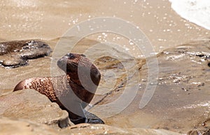 Young California sea lion Zalophus californianus pups