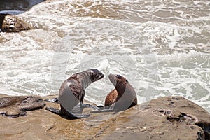 Young California sea lion Zalophus californianus pups