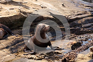 Young California sea lion Zalophus californianus pups