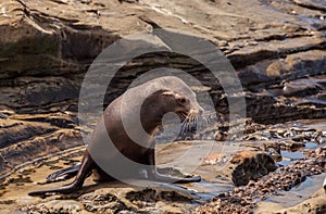 Young California sea lion Zalophus californianus pups