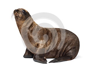 Young California Sea Lion, Zalophus californianus photo