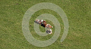 Young Calves Lying In The Grass