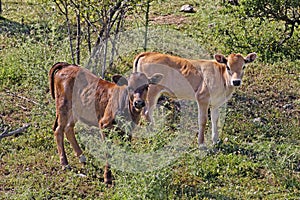 Young calves near Belgodere, N197 (Nebbio region), Corsica photo