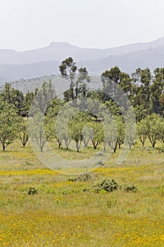 Young calves near Belgodere, N197 (Nebbio region), Corsica photo