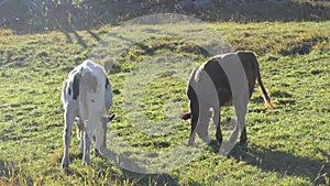 Young calves play on the meadow