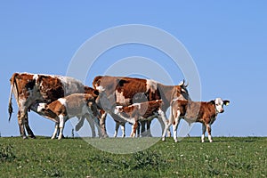 Young calves suck milk from cows photo