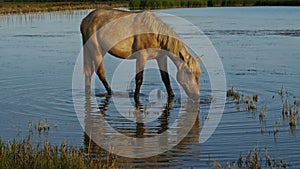 Young Camargue horse, in the marshlands, Camargue, southern France.