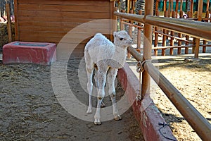 A Young Camel - Baby Born At Safari Park