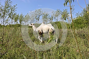 A young camel among the bushes. He wants to eat. The concept of exploitation and cruelty to animals