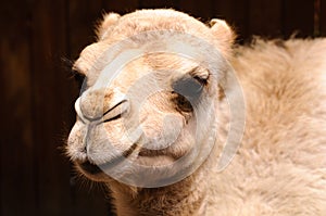 Young Camel