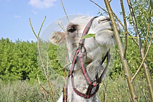 A young camel eating leaves from tree branches and squinting into the frame. The concept of exploitation and cruelty to animals