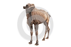 Young camel is isolated on a white